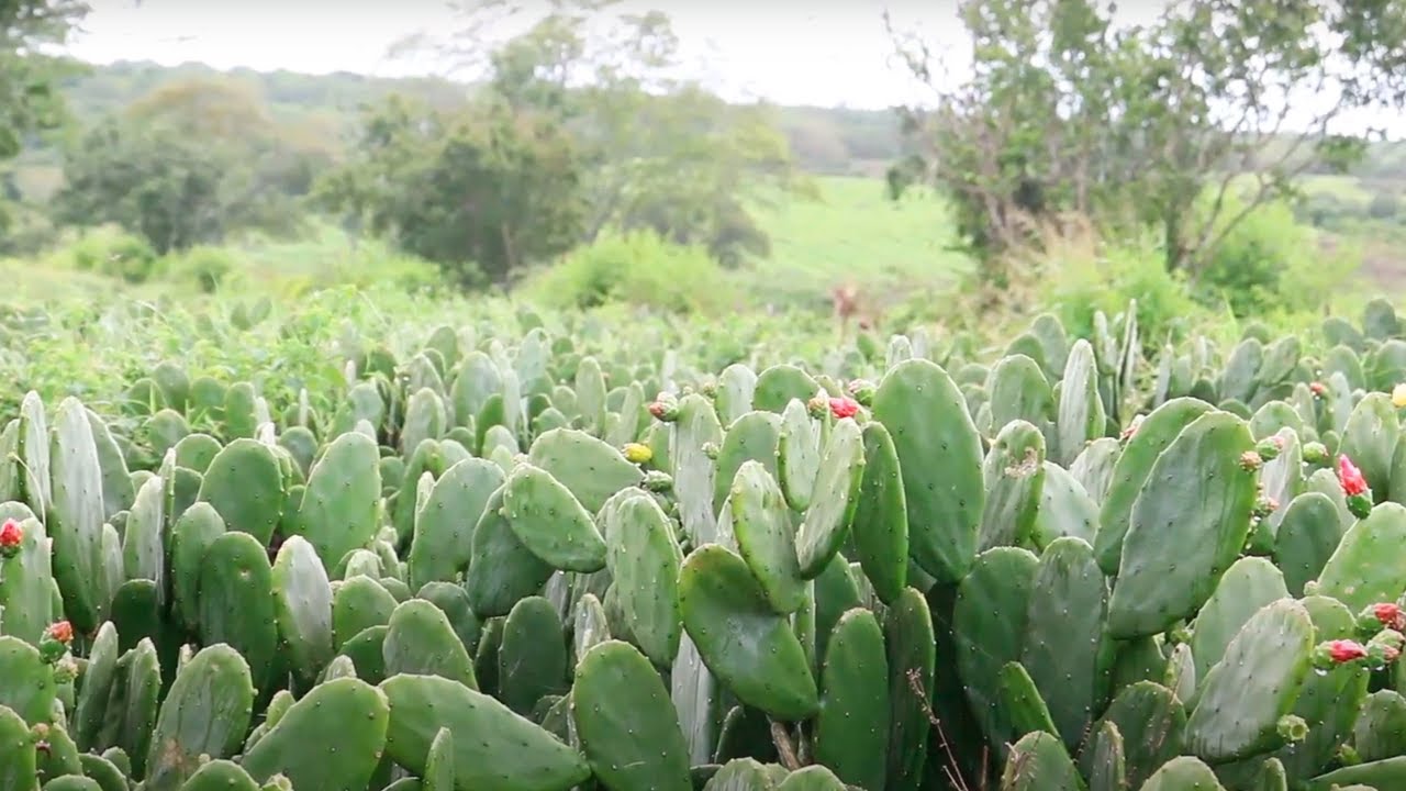 Técnica no plantio de palma forrageira ajuda na redução de custos na alimentação do rebanho