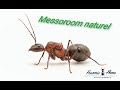 Naissance dinomyrmex ashokai de chez fourmishome la russite
