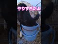 お腹減ってても顔突っ込んじゃだめ!😳😳😳#命 #牛 #かわいい #お腹すいた #日本 #動物 #ミルクボーイ