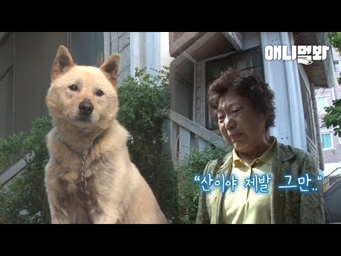 3년 째 혼자만 시간이 멈춰버린 강아지ㅣSick <strong>Dog</strong> Waits For His <strong>Dead</strong> Owner For 3 Years