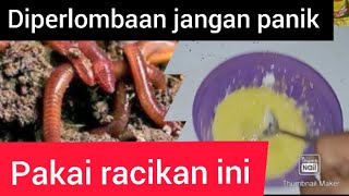 GACOOR:UMPAN IKAN BAWAL HARIAN GALATAMA KILO GEBRUS TERJITU.MEDIA CACING