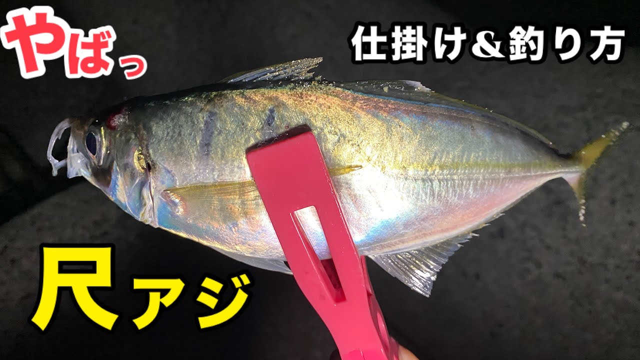 【和歌山県雑賀崎付近】尺アジ釣り仕掛け&釣り方