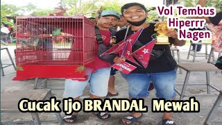 Cucak ijo Brandal Tampil mewah Volume Tembus Isian Mewah Hiper Dan Nagen