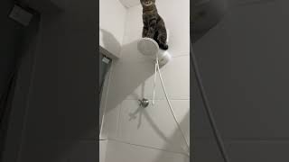 Cat Casually Standing of a Showerhead