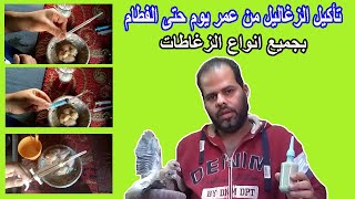 تأكيل زغاليل الحمام اللبا من عمر يوم حتى الفطام