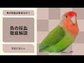 鳥の採血は安全なの？ 鳥の採血徹底解説