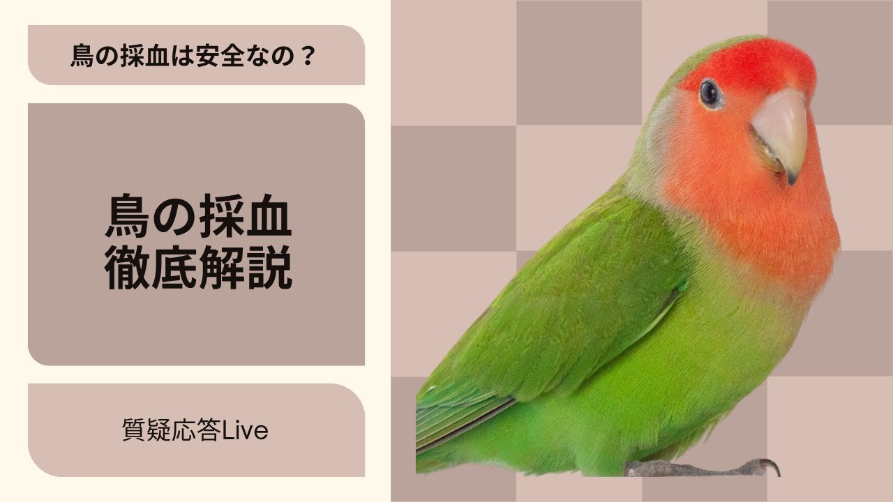 鳥の採血は安全なの？ 鳥の採血徹底解説