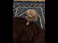       شخص ما اخبرني اتسأل اين انت الان الوصف مهم