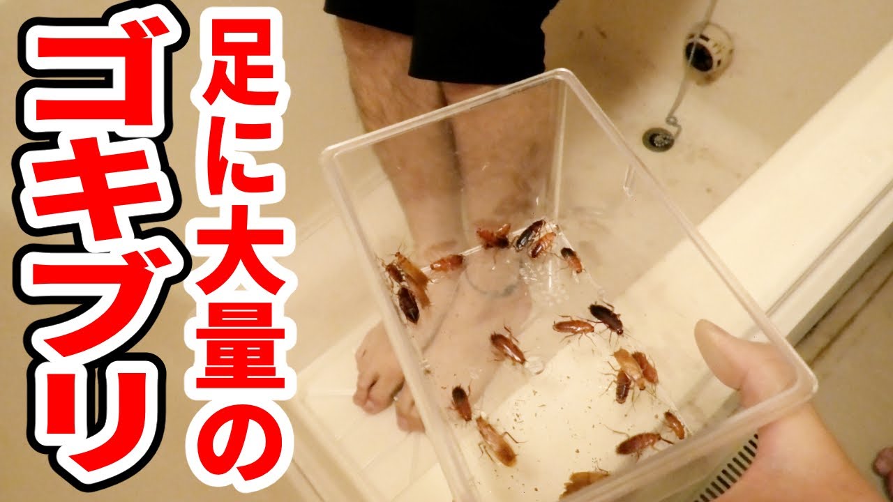 I tried to put a cockroach on a guy who was obsessed with video