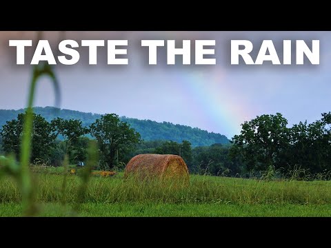 The enchanting smell (and revolting flavor) of rain