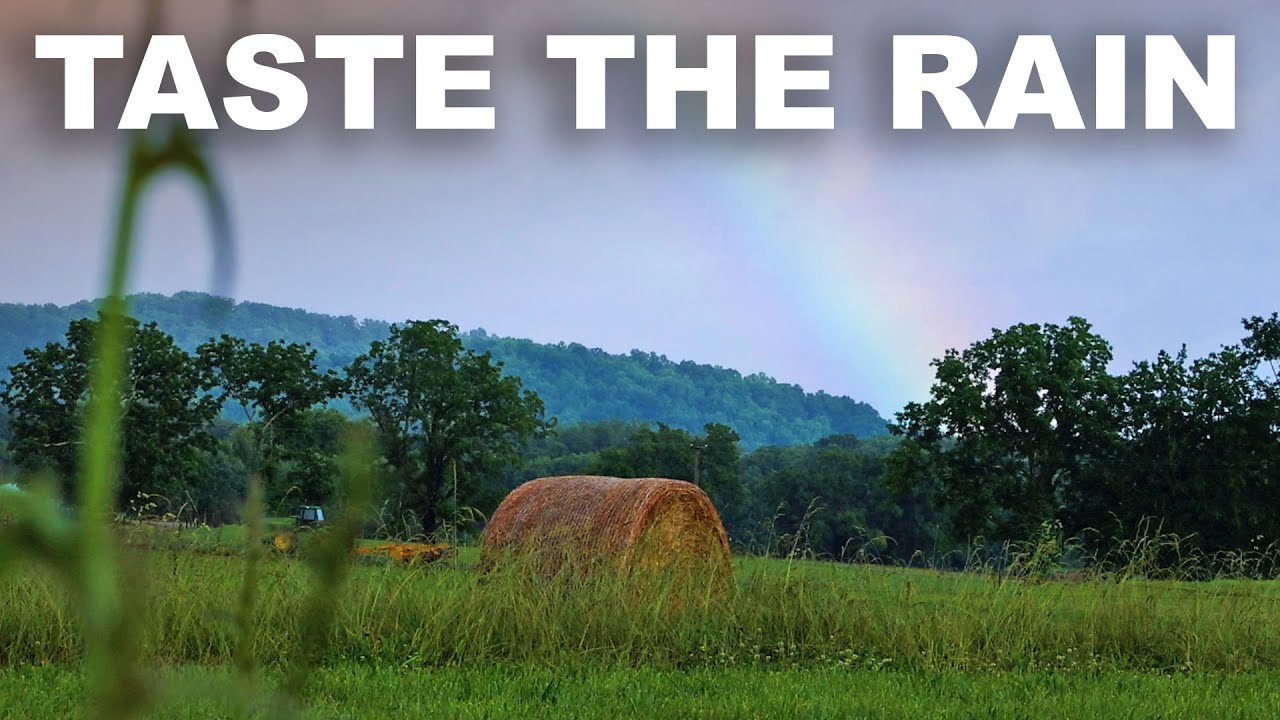 The enchanting smell (and revolting flavor) of rain