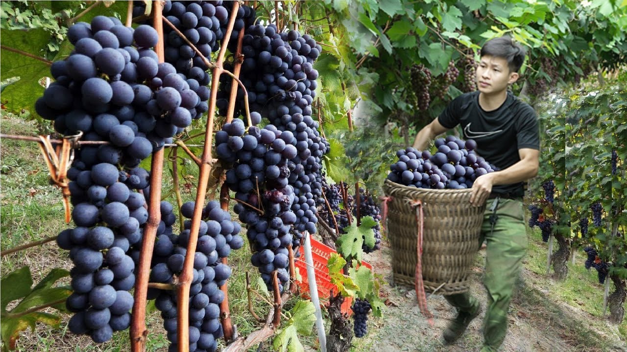 Собирайте фиолетовый виноград для продажи на рынке, зарабатывайте на строительство нового дома.