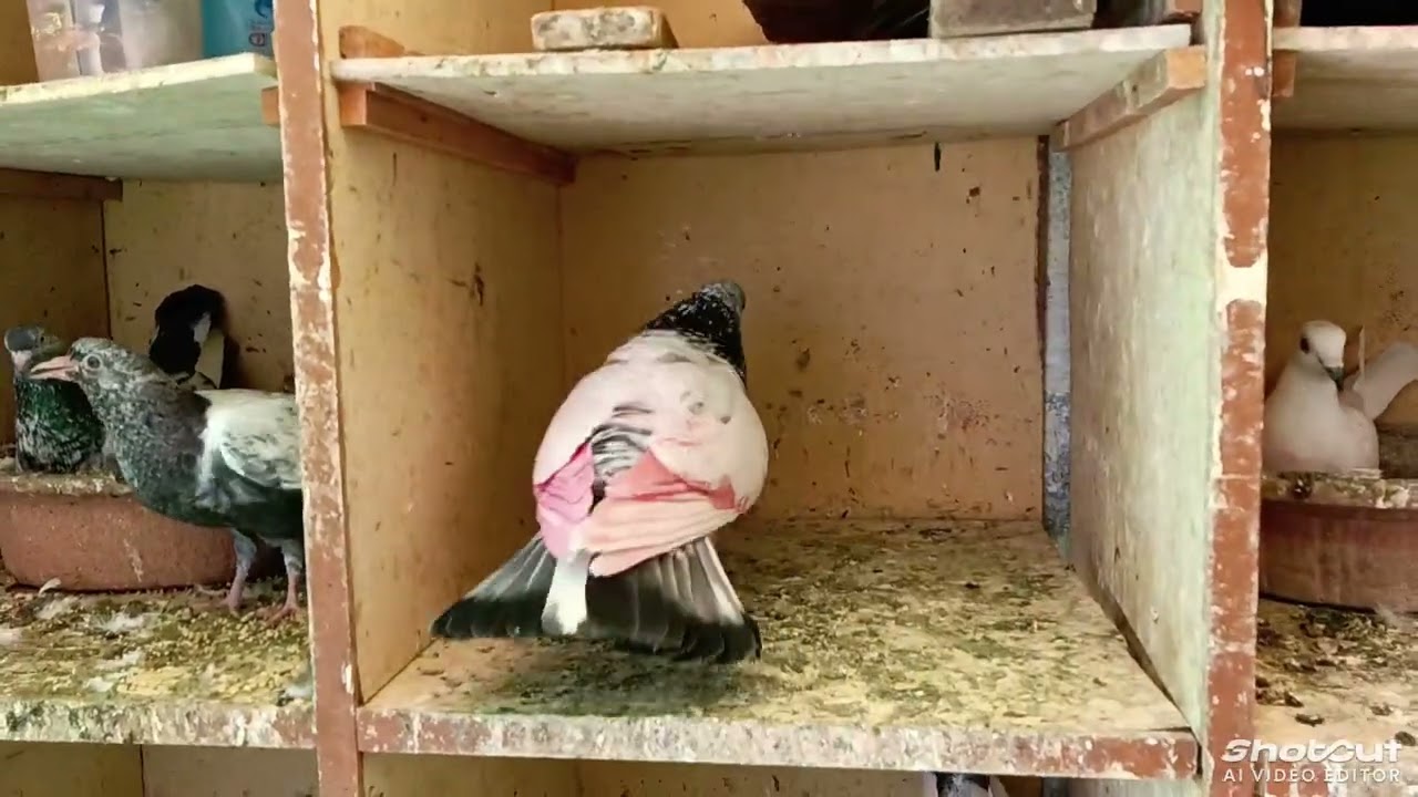 ત્રણ મહિના પછી પારેવી  ઘરે આવી