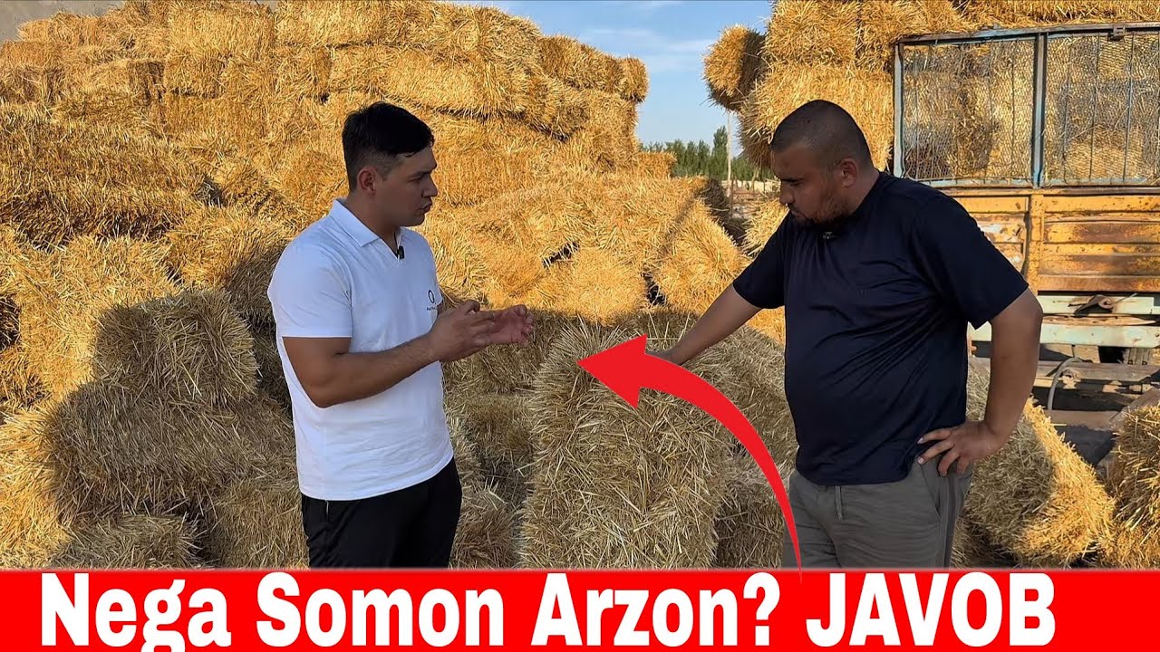 2000 Сомдан Олинган Сомон Молга Кандай Фойдаси Бор.Нега Самон Арзолаб кеди?