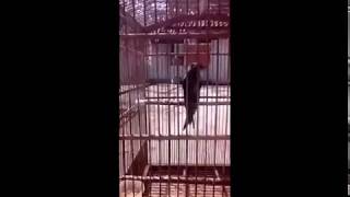 Burung srigunting | saeran gunting rambay