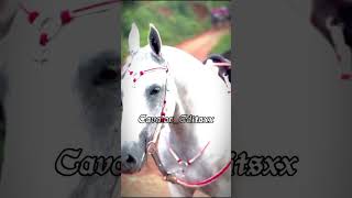 Edit Mangalarga Marchador ❤️‍🩹💥, Qual nota vcs dão?!, #euseiquevaiflopar #cavalos #amocavalo