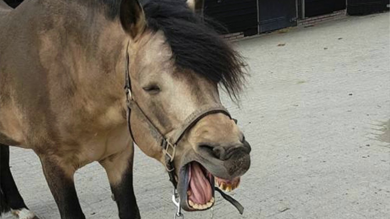 Instructeur Ben Kuijltjes vertelt, deel 7 “Hoeveel tanden heeft een paard” YouTube Instructeur Ben Kuijltjes vertelt, deel 7 “Hoeveel tanden heeft een paard” YouTube
