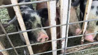 Trouble breeding pigs?