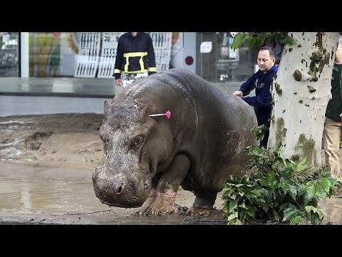 فيضانات في جورجيا تقتل العشرات وتتسبب بهروب الحيوانات البرية من أقفاصها