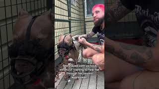 Tampa Bay s Certified Leading Dog Trainer and Applied Animal... #Shorts #balancedcanineacademy