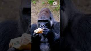 eating banana by chimpanzee #shorts