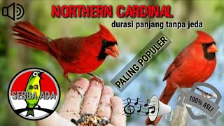 Masteran paling ampuh Kicau Northern Cardinal jernih durasi panjang tanpa jeda #northerncardinal