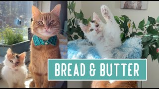 Bread & Er Integration 1