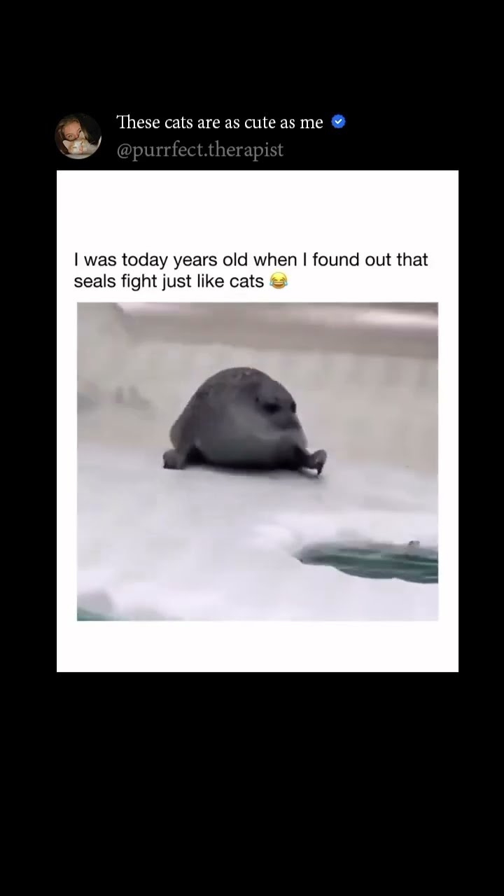 When u realize seals are just like Kittyos