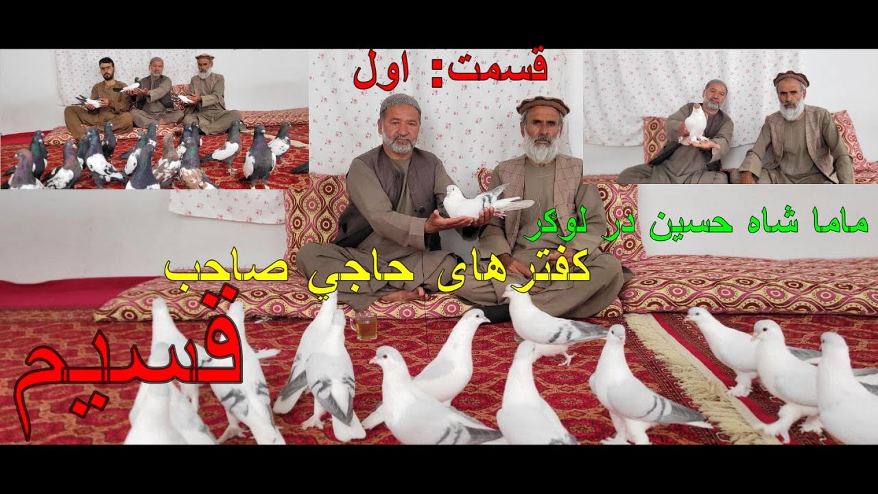 قسمت اول/ کفترهای حاجي صاحب محمد قسیم لوګري/ امري، زاغ های دوم سفید/  Haji Qaseem's Antique Pigeons