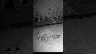 Fox Caught In Garden on Night Vision Wildlife Camera