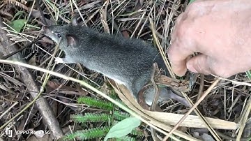 thăm bẫy chuột ăn khoai tam đảo và cái kết,núi Rừng lai châu, cuab nag noj qos