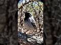 HIDDEN CAM: POV Captures Rare Caatinga Antwren Call Deep in the Scrub!