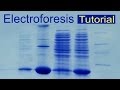 Electroforesis de proteínas (tutorial). Divulgación científica (IQOG-CSIC)