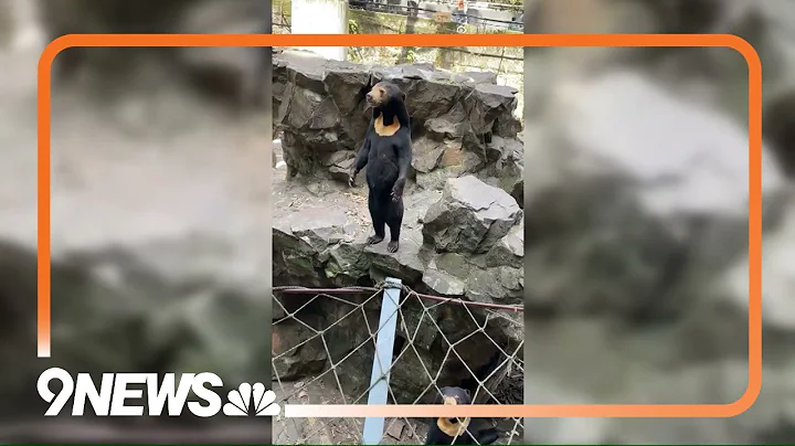 China Zoo denies its sun bears are humans in costumes