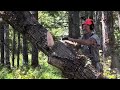 Tree Blows over in Wind Storm.