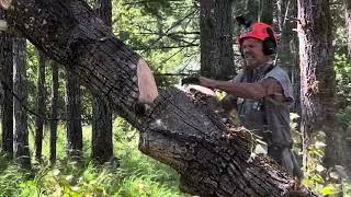 Tree Blows over in Wind Storm.