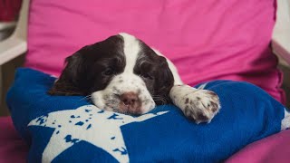 Common Health Concerns for English Springer Spaniels