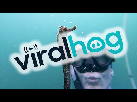 Face to Face with a Seahorse While Freediving Training || ViralHog