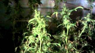 New grow room 4
