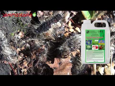 ბიოლოგიური ინსეკტიციდი - ლეპიდოციდი