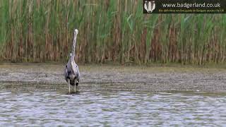Grey Heron (Ardea cinerea) spearing a fish at the Brockholes wildlife reserve near the M6 at Preston