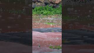 [Rain ASMR] Raindrops Splashing in a Puddle 🌧️ Sleep White Noise #shorts