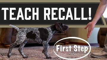 Get Your Puppy To Come When You Call - First Step