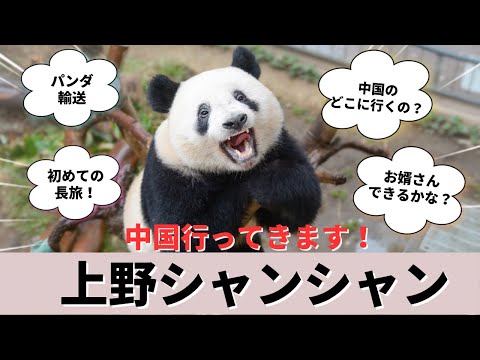 さようなら、シャンシャン！上野動物園から中国へ旅立つパンダ🐼知っておきたい5つのこと