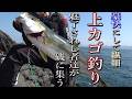上カゴ仕掛けで春のヒラマサ釣り‼漢は黙ってガチンコ勝負だぁぁぁ～‼