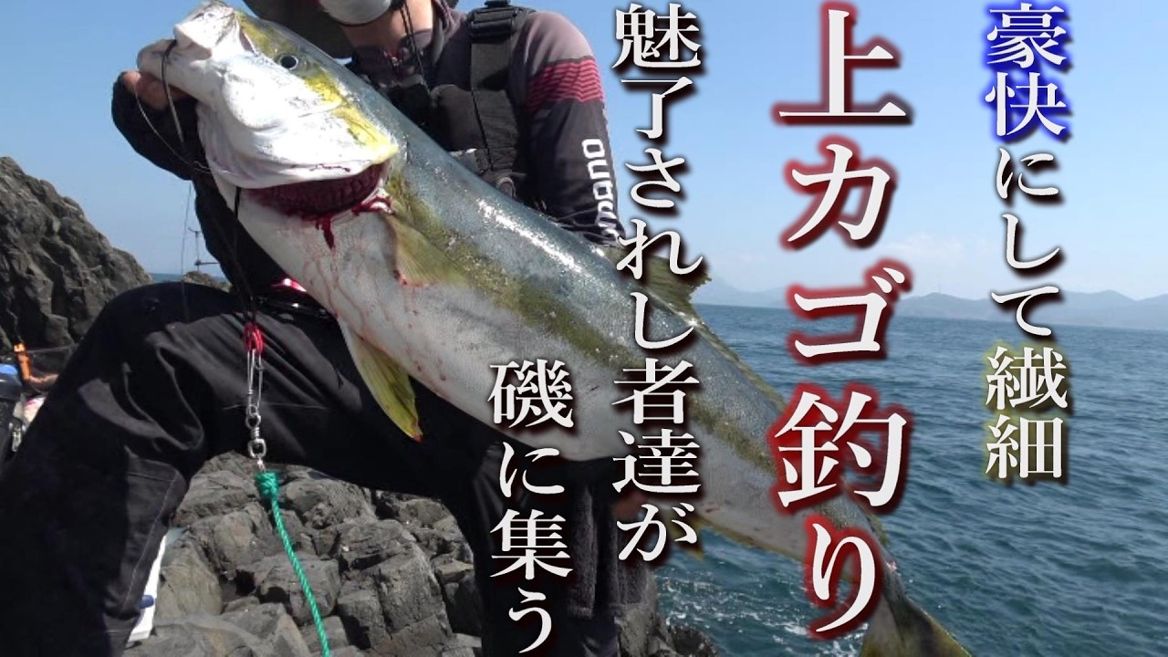 上カゴ仕掛けで春のヒラマサ釣り‼漢は黙ってガチンコ勝負だぁぁぁ～‼