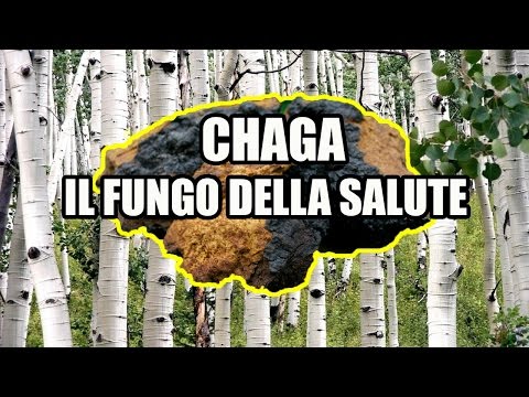 Video: Fungo Veselka - Proprietà Utili, Uso Della Tintura