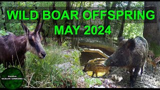 Spring Forest Wildlife trough 3 Trail Hunting Cameras in HD with HQ Sound  Best APRIL and MAY 2024