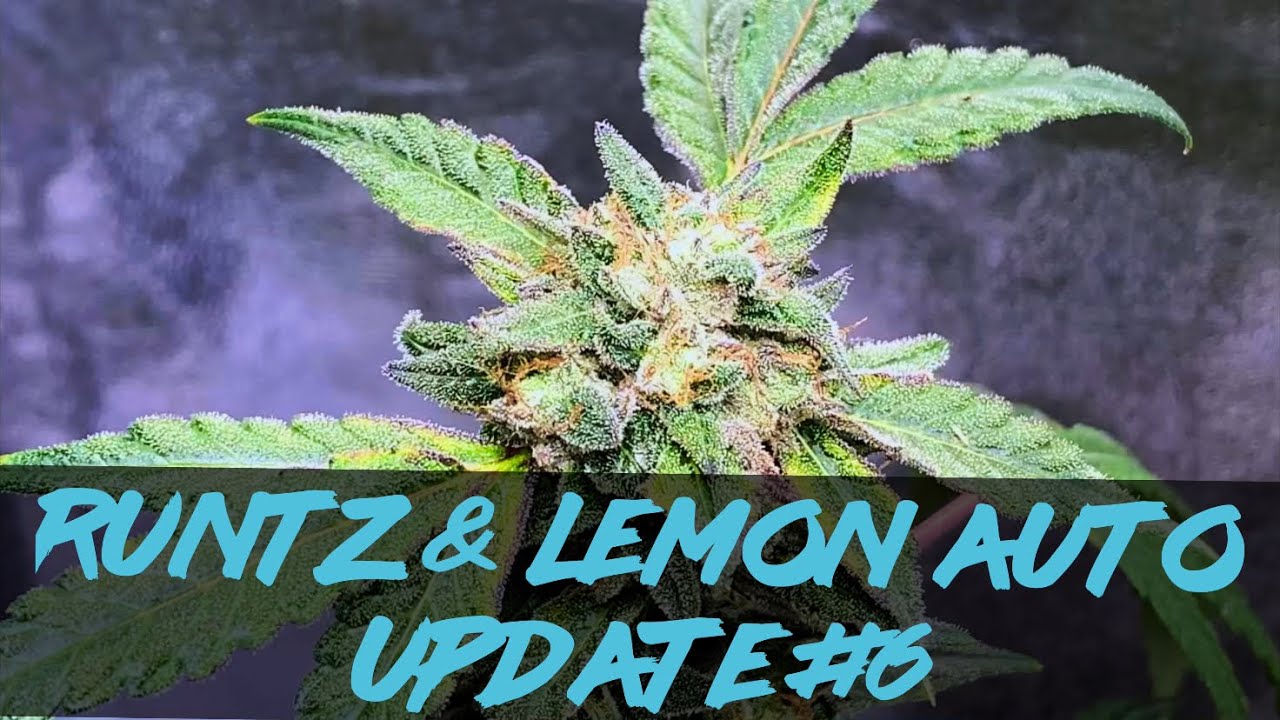 Matty Grows | The Indoor Grow | Runtz & Lemon Auto | #6 | 