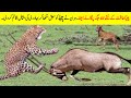 جب کمزورجانور غصے میں آتا ہے تو اس سے خطرناک کوئی نہیں ہوتا۔ | Predator Fail to Hunt